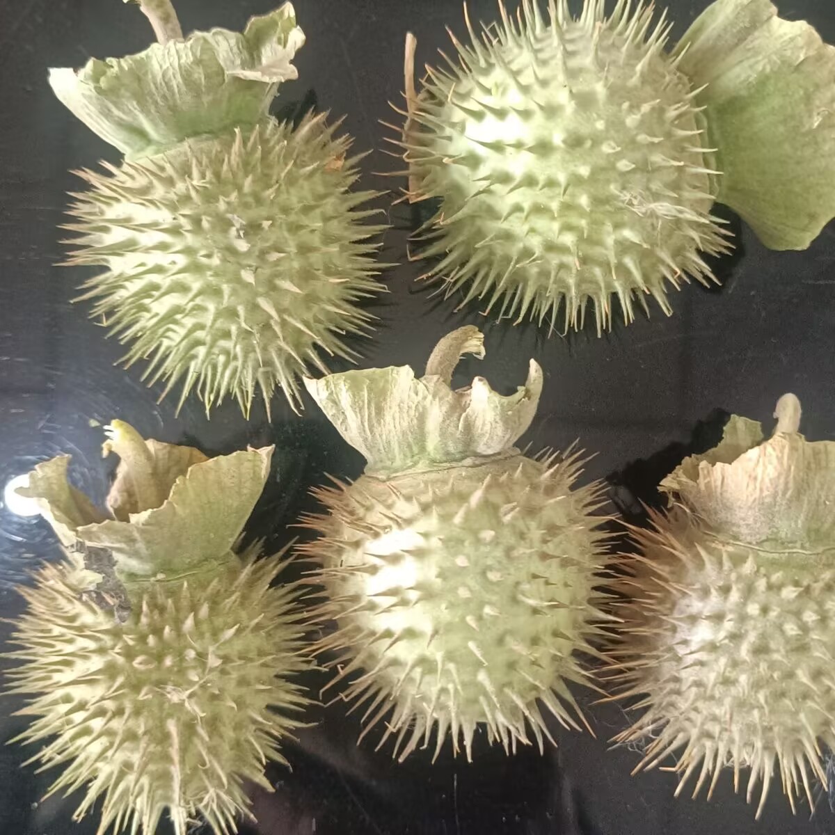 Candle Making And Perfume - Biji Datura Kering Alami Berkualitas Tinggi