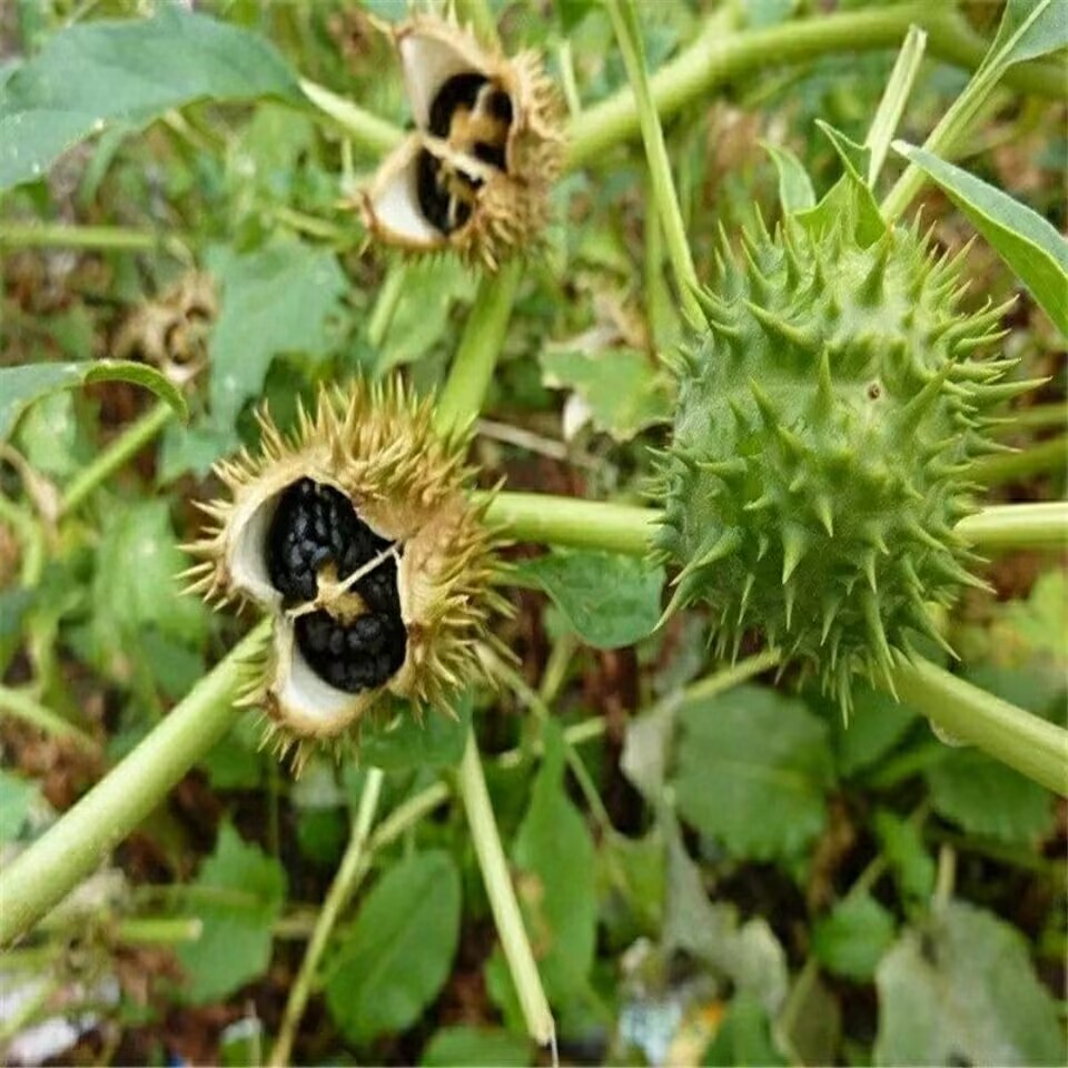 Biji Datura Kering Alami Berku - Candle Making And Perfume ulasan dan harga