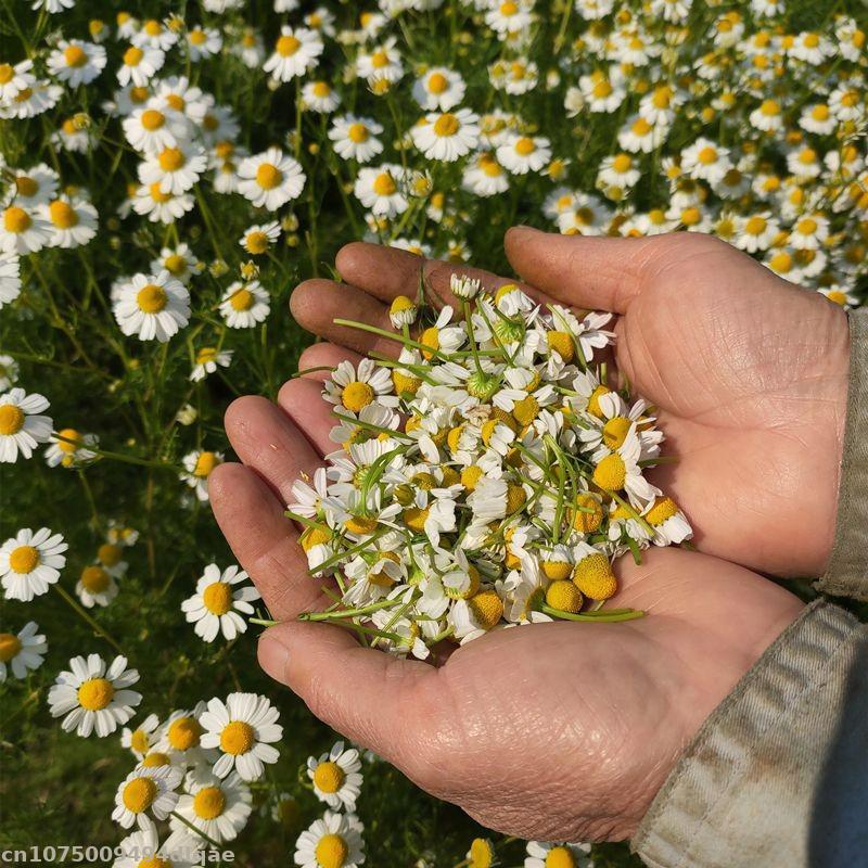 100% Bunga Chamomile Kering Al - Candle Making And Perfume ulasan dan harga