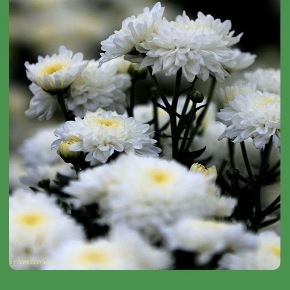 Bahan Bunga Kering Alami Fever - Candle Making And Perfume ulasan dan harga